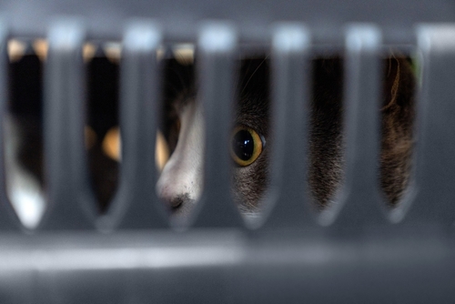 텍사스에서 유기동물 보호를 위한 새 ‘동물 보호 친화’(Animal-Friendly) 차량 번호판이 공식 출시됐다. [사진 출처: shutterstock]