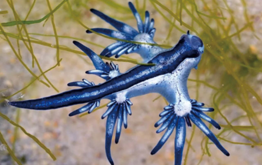 ‘블루 드래곤’으로 알려진 파란갯민숭달팽이