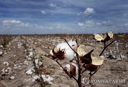 텍사스주 면화밭 [사진출처=AP 연합뉴스 자료사진]