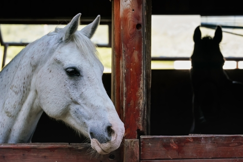 북텍사스 전역에서 말에게 전염성이 매우 높고 치명적일 수 있는 EHV-1 바이러스가 확산되고있다.[사진 출처: shutterstock]