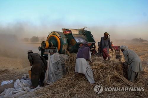 아프가니스탄 칸다하르에서 밀을 수확하는 농부 (사진 출처: 연합뉴스)