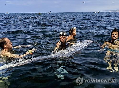 10일(현지시간) 미 캘리포니아 해안에서 발견된 죽은 산갈치 (사진 출처: 연합뉴스)