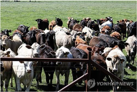 미국 조류인플루엔자 젖소 감염 확산 (사진 출처: 연합뉴스)
