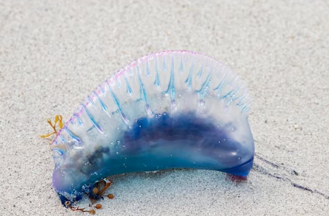 포르투갈 군함해파리(Portuguese man o’ war)