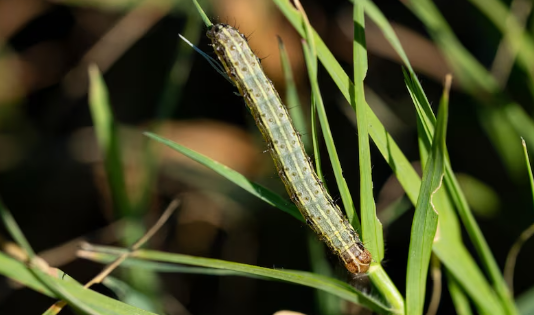 북텍사스 지역에 군대벌레(Armyworms)가 출몰해 큰 피해를 주고 있다.(출처: dallasnews)