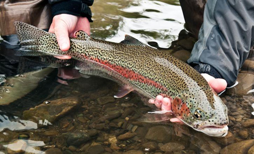 내년 3월까지 트리니티 강을 포함한 텍사스 전역 공공 수역에 수십만 마리의 무지개송어(rainbow trout)가 방류된다.