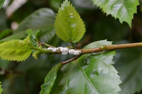  ‘목초 밀깍지벌레(pasture mealybug)’가 텍사스 20여 개 카운티에서 발견됐다.  [사진 출처: shutterstock]