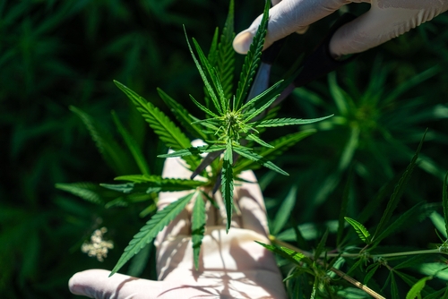 트럼프 대통령이 마리화나를 1급 약물에서 3급 약물로 재분류하는 행정명령에 서명했다. [사진 출처: shutterstock]