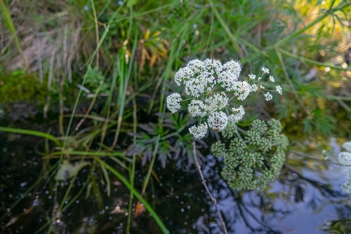 화이트 록 호수 주변에서 북미에서 가장 치명적인 독성 식물로 알려진 ‘워터 헴록(Water Hemlock)’이 발견됐다.