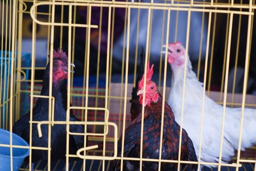 달라스 인근 알바라도에서 대규모 불법 투계 현장이 적발돼 25명이 체포됐다. [사진 출처:shutterstock]