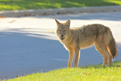 달라스-포트워스 지역에서 코요테와 밥캣 같은 야생동물 목격이 늘고 있다. [사진 출처: shutterstock]