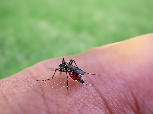태런 카운티에서 올해 첫 웨스트나일 바이러스(West Nile virus) 감염 사례가 확인됐다. 