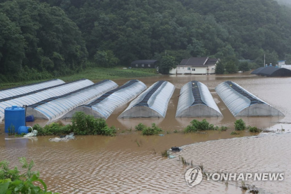 물에 잠긴 비닐하우스 (연천=연합뉴스) 임병식 기자 = 6일 경기도 연천군 임진강변의 비닐하우스가 집중호우로 불어난 물에 잠겨 있다. andphotodo@yna.co.kr