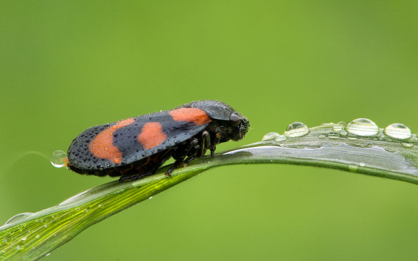 거품벌레로 알려진 Cercopidae