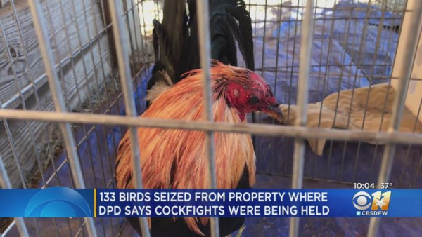 동물 학대 방지 협회와 달라스 경찰국이 불법 투계장을 단속했다. (사진 출처: CBS DFW)