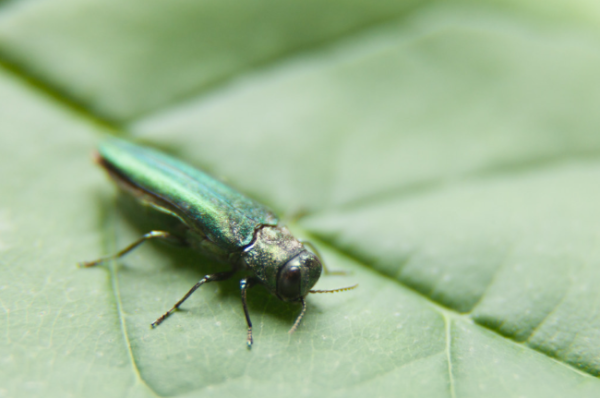 호리비단딱정벌레(Emerald  ash borer beetle, EAB) (사진 출처: www.flickr.com 캡처)