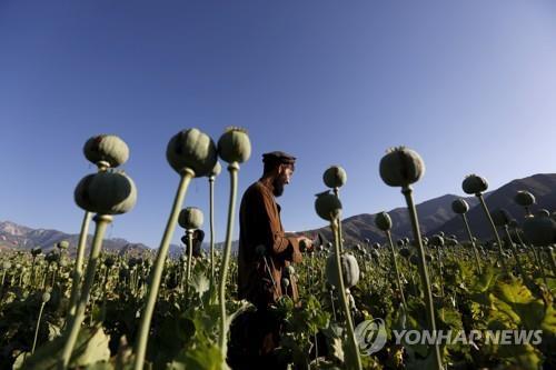 아프간 양귀비 재배지 자료사진