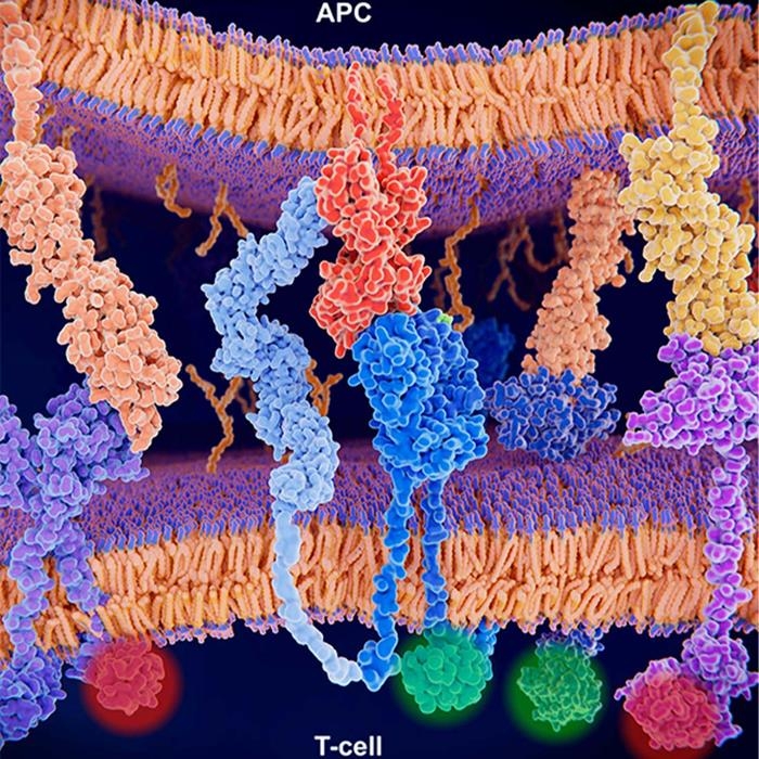 활성화된 T세포 면역반응 MHC-Ⅱ(적색)와 T세포 수용체(청색), CD4(연청색) 등의 상호작용으로 활성화한 T세포 면역 반응 그래픽. [사진 출처: 텍사스대 사우스웨스턴 메디컬 센터 / 연합뉴스]