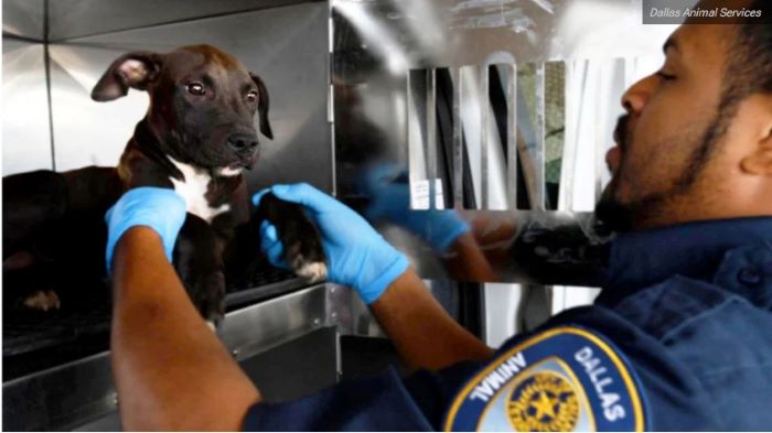 달라스 애니멀 서비스가 보호소 공간 부족을 밝히며 애완동물 입양이 절박한 상황임을 호소하고 있다.  NBC DFW 캡처