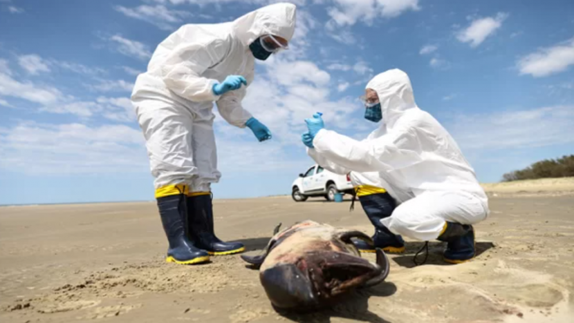 앞서 칠레와 페루 등지에서는 돌고래와 물개 등이 폐사했는데, 일부 사체에서는 고병원성 조류 인플루엔자 바이러스가 검출됐다.
